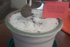 Variedad de Cactus y Suculentas